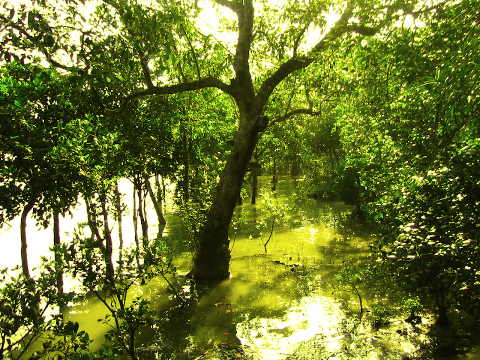 Sundarbans Mangroves